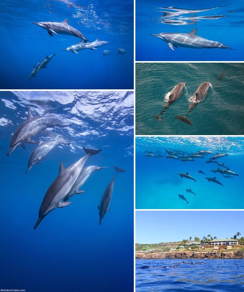 Maui Wildlife Spinner Dolphins