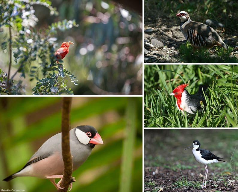 Maui Wildlife Forest Birds