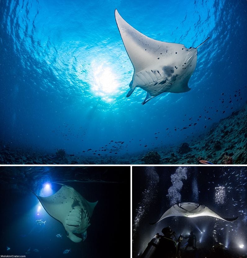 Maui Wildlife Manta Rays