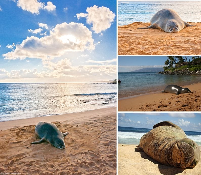 Maui Monk Seals