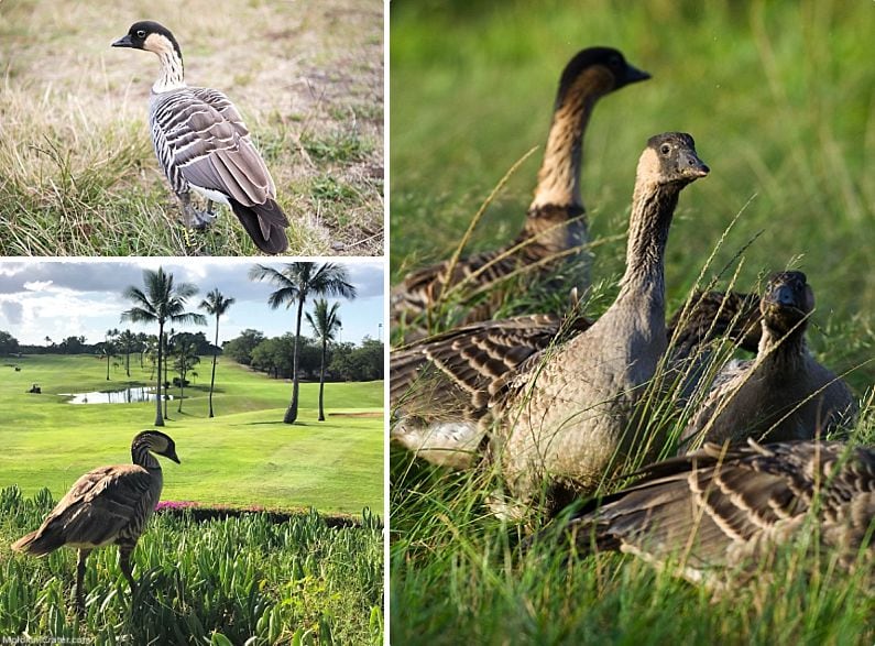 Maui Wildlife Nēnē Geese