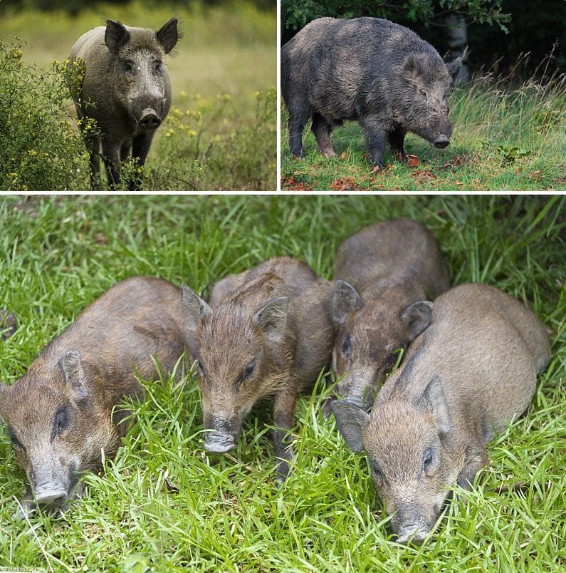 Maui Wildlife Wild Boar