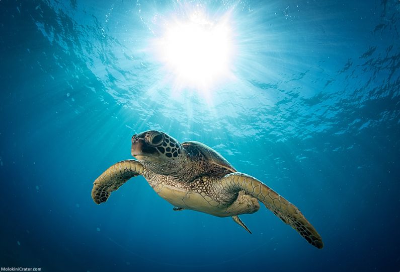 Maui Wildlife Sea Turtle