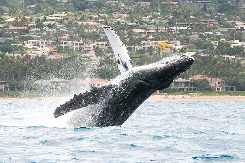 Maui Wildlife Whale Breach