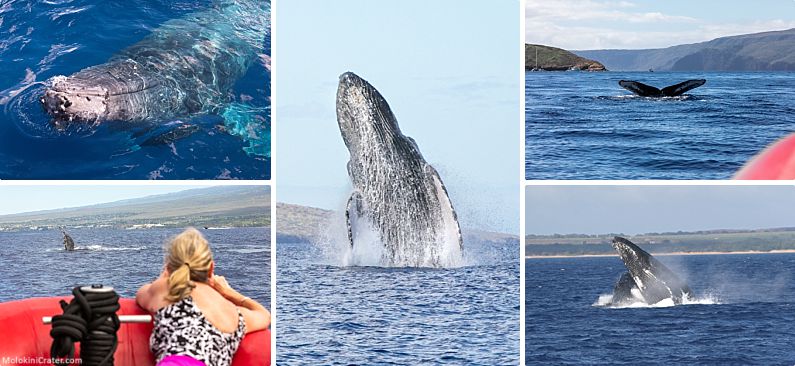 Maui Wildlife Whale Activity