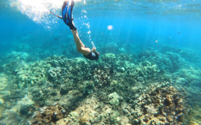 What to Expect when Snorkeling around Maui