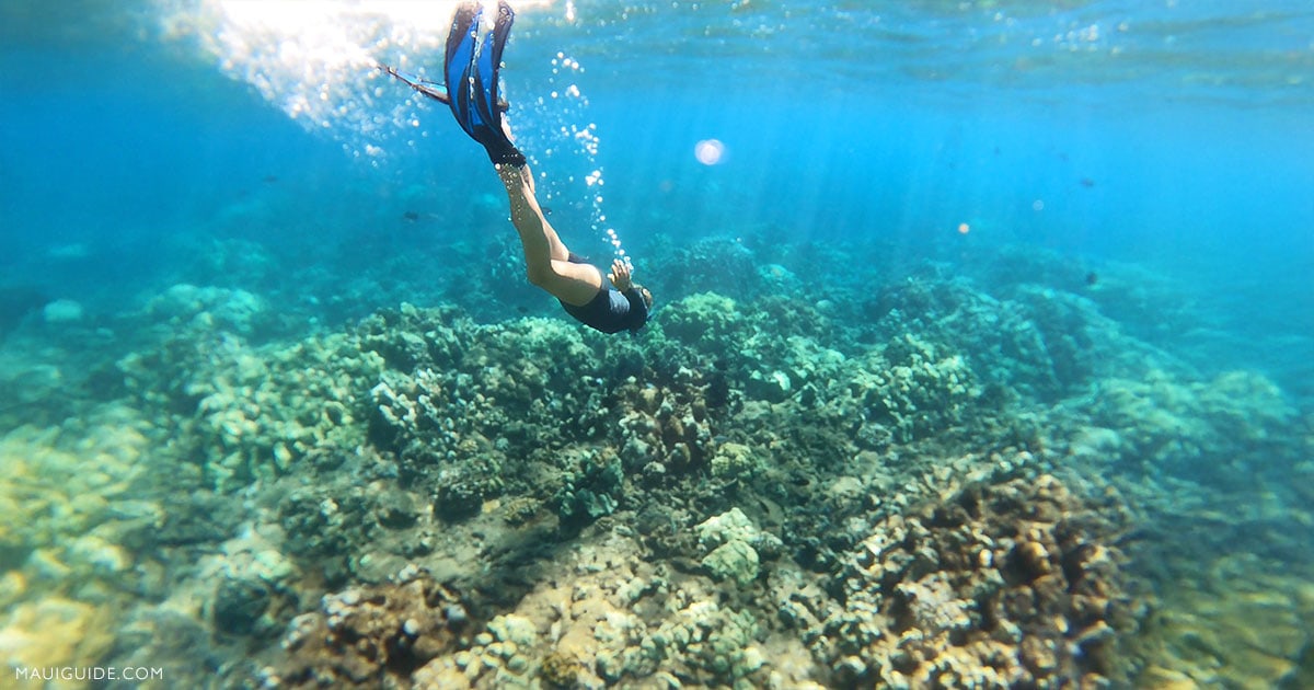 Maui snorkel reef