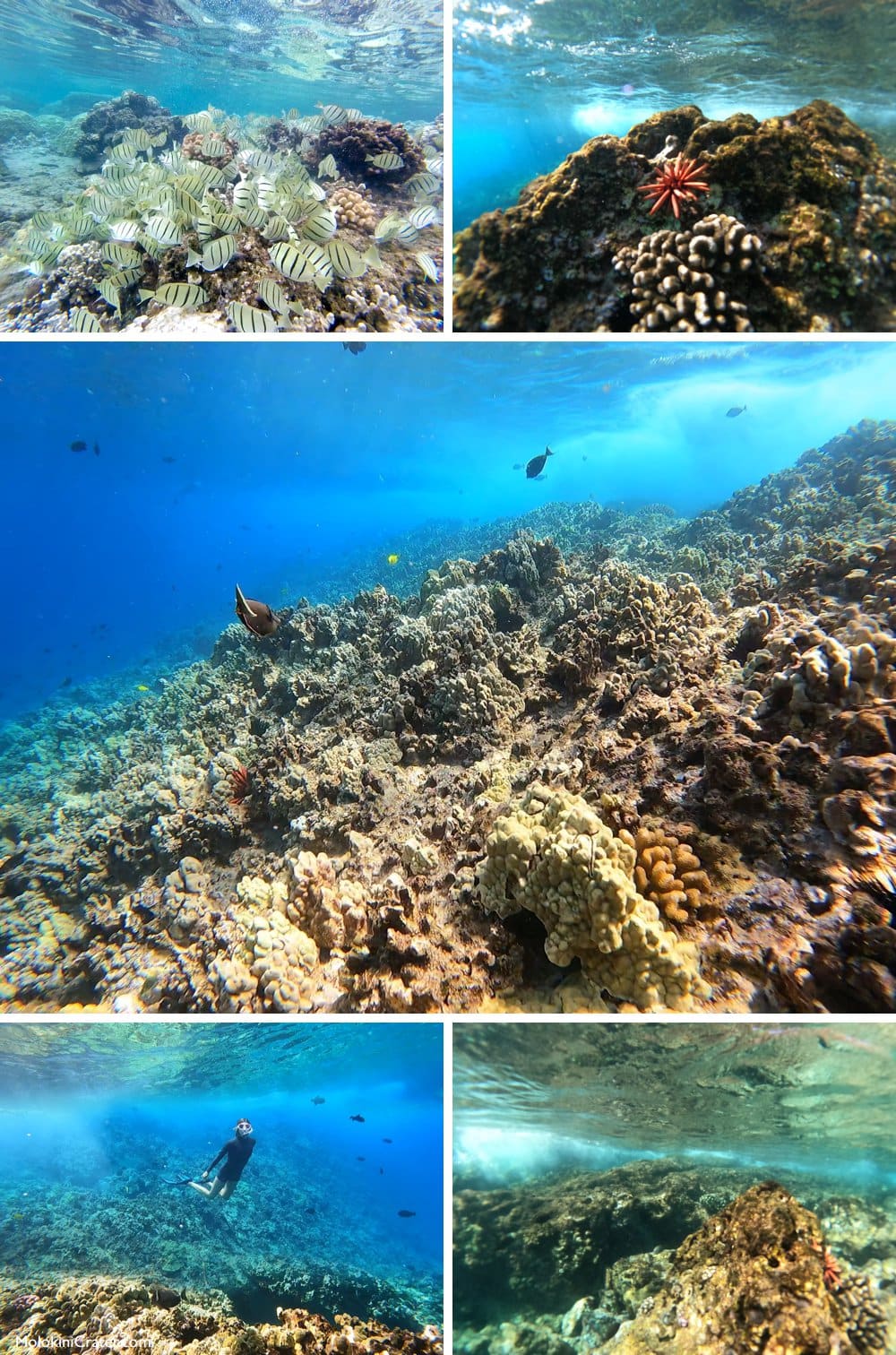 snorkeling expectations