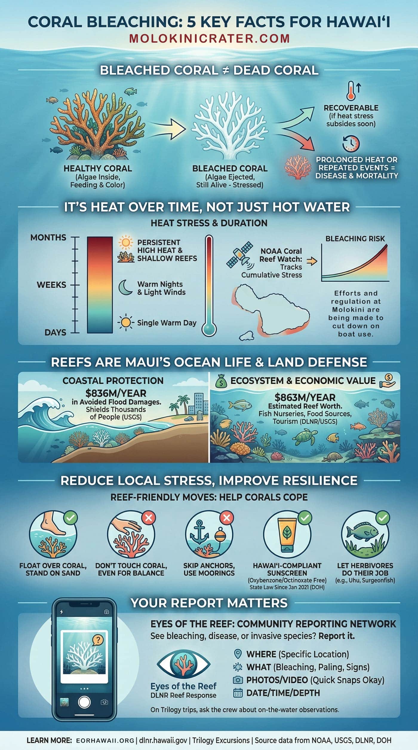 Coral Bleaching in Maui Hawaii