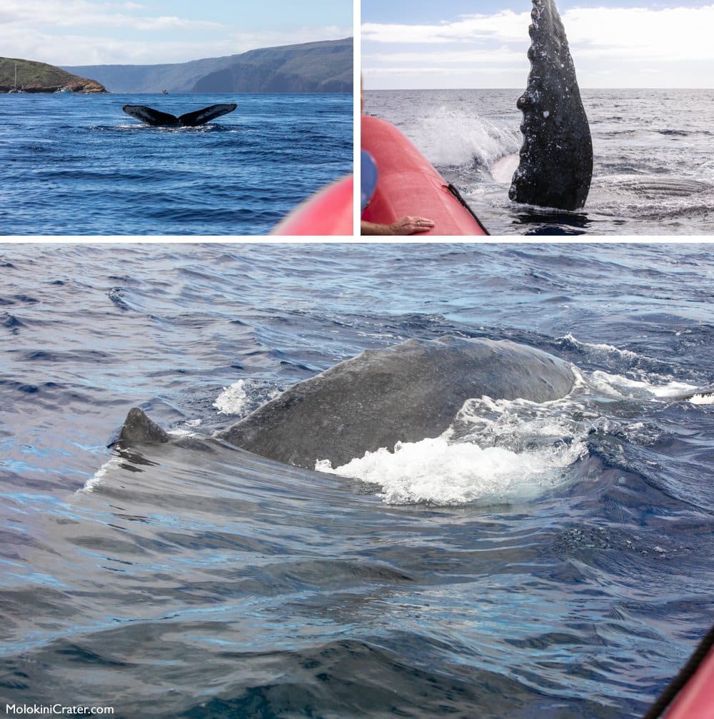 whale watching redline rafting